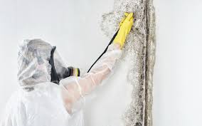  Mount Hermon, CA Mold Removal Pros